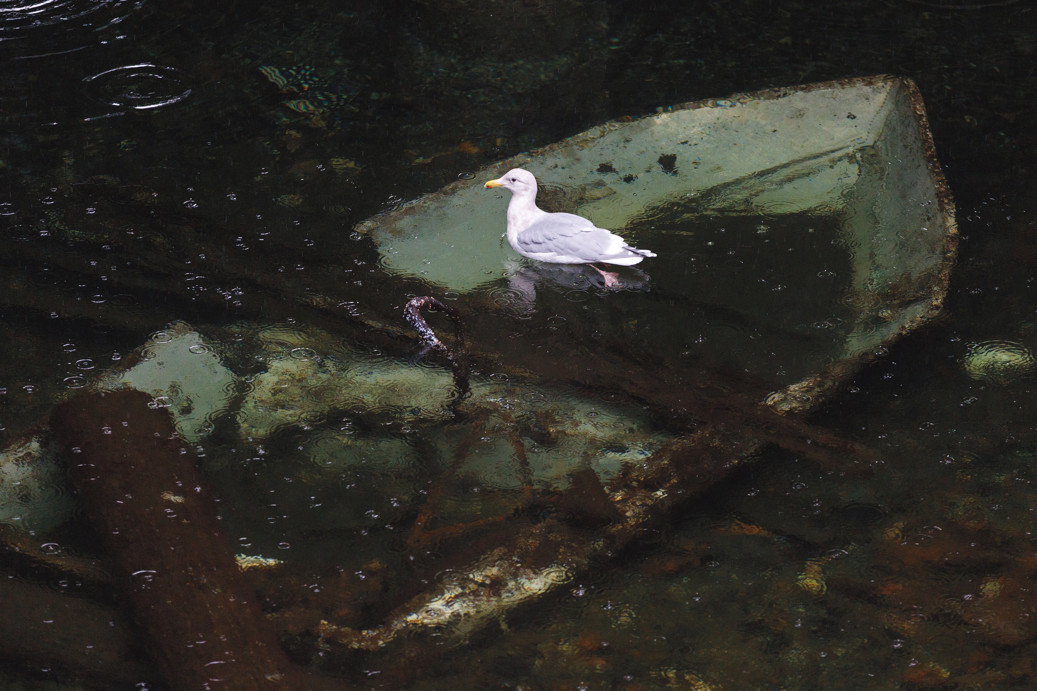 0402023 01 26 Seagull CMYK